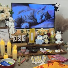宠物家长客户见证